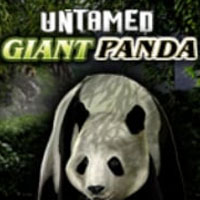 Untamed - Giant Panda